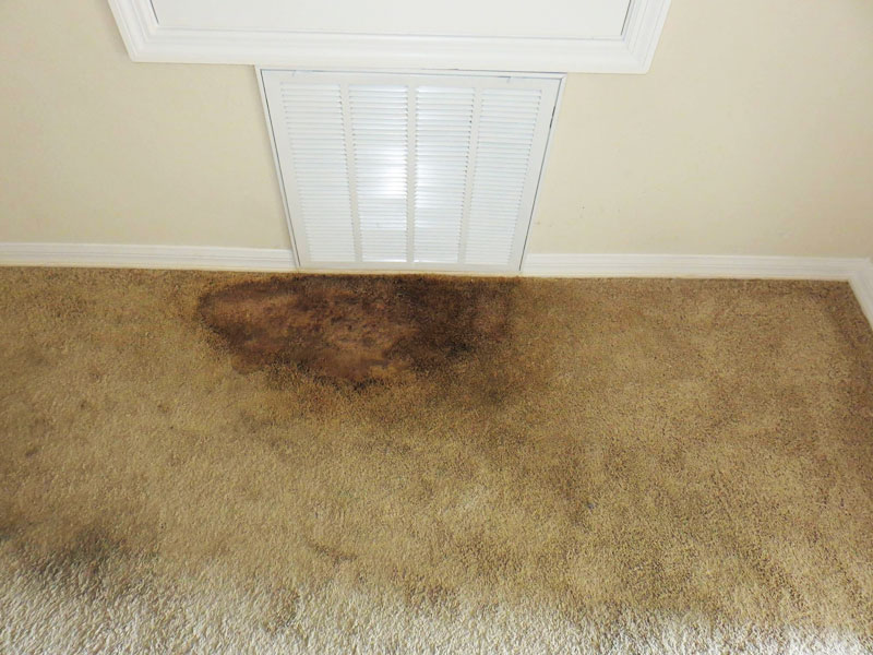 Carpet Mould Removal